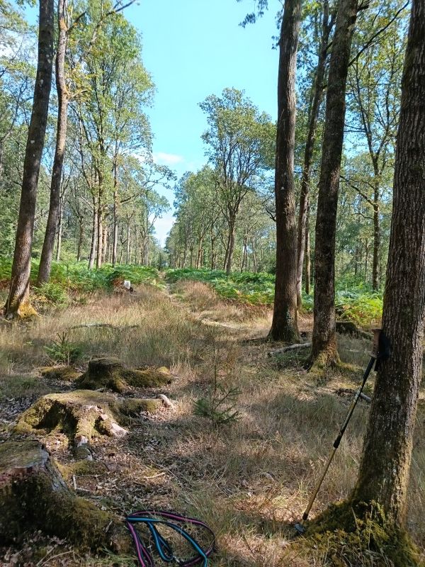 Sunlit Bentley Wood